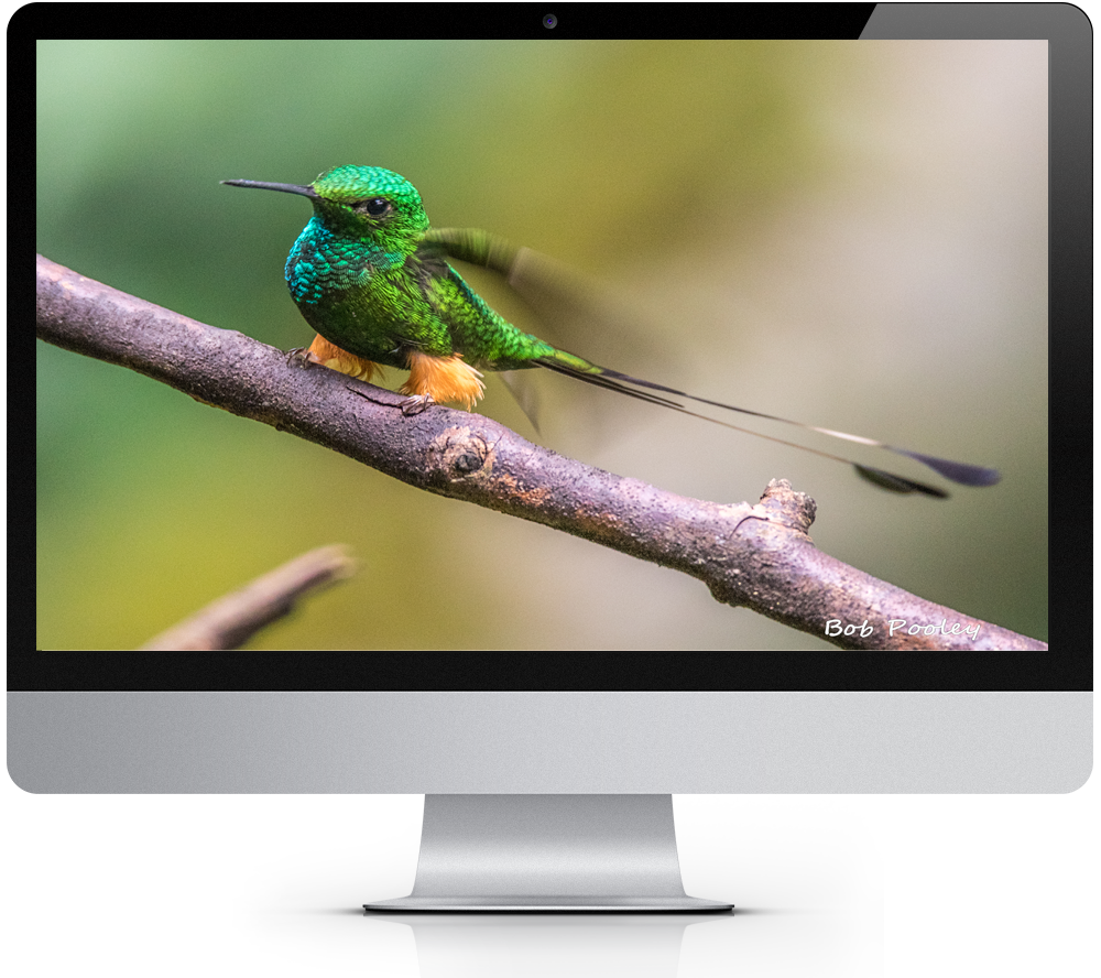 2022 Avian Treasures Bird Calendar Windows Theme