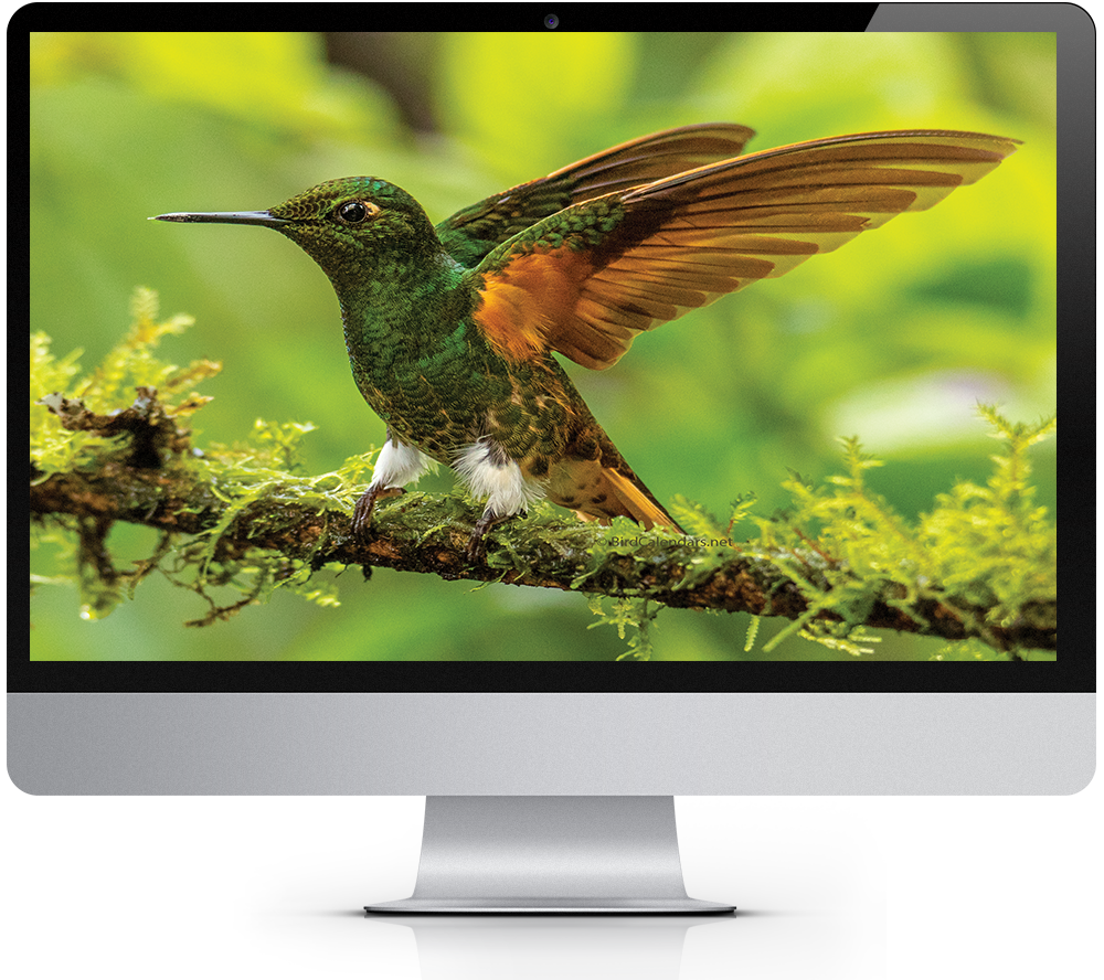 2023 Avian Treasures Bird Calendar Windows Theme