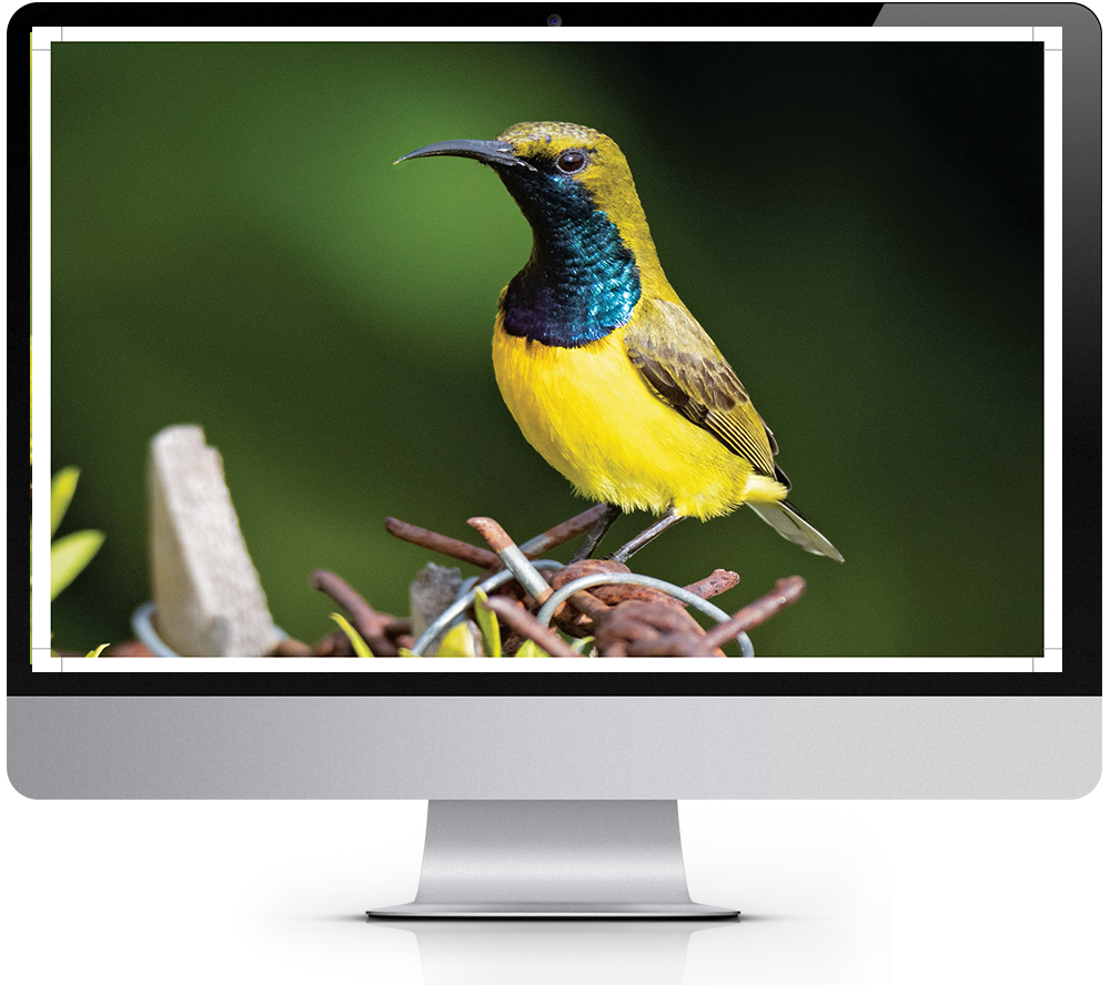 2023 Avian Treasures Bird Calendar Windows Theme