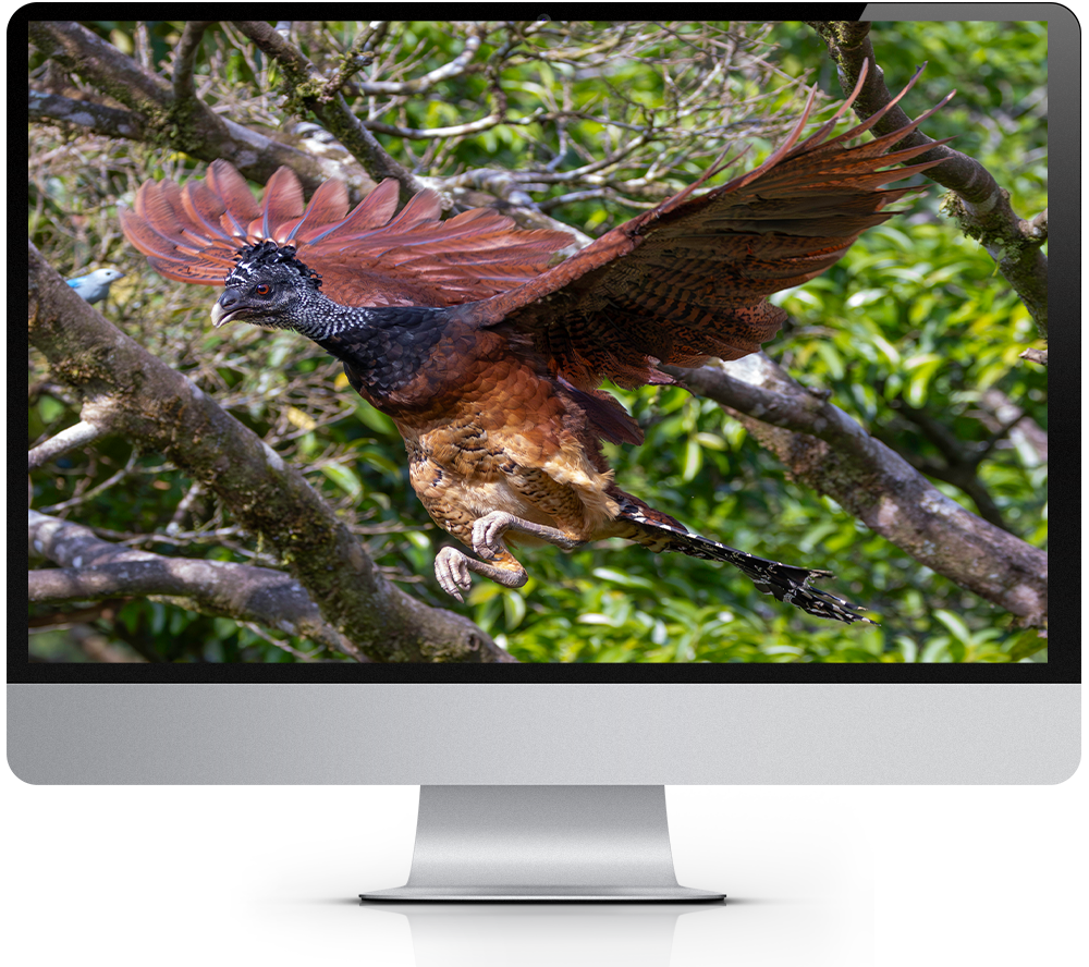 2026 Wildlife Calendar Windows Theme