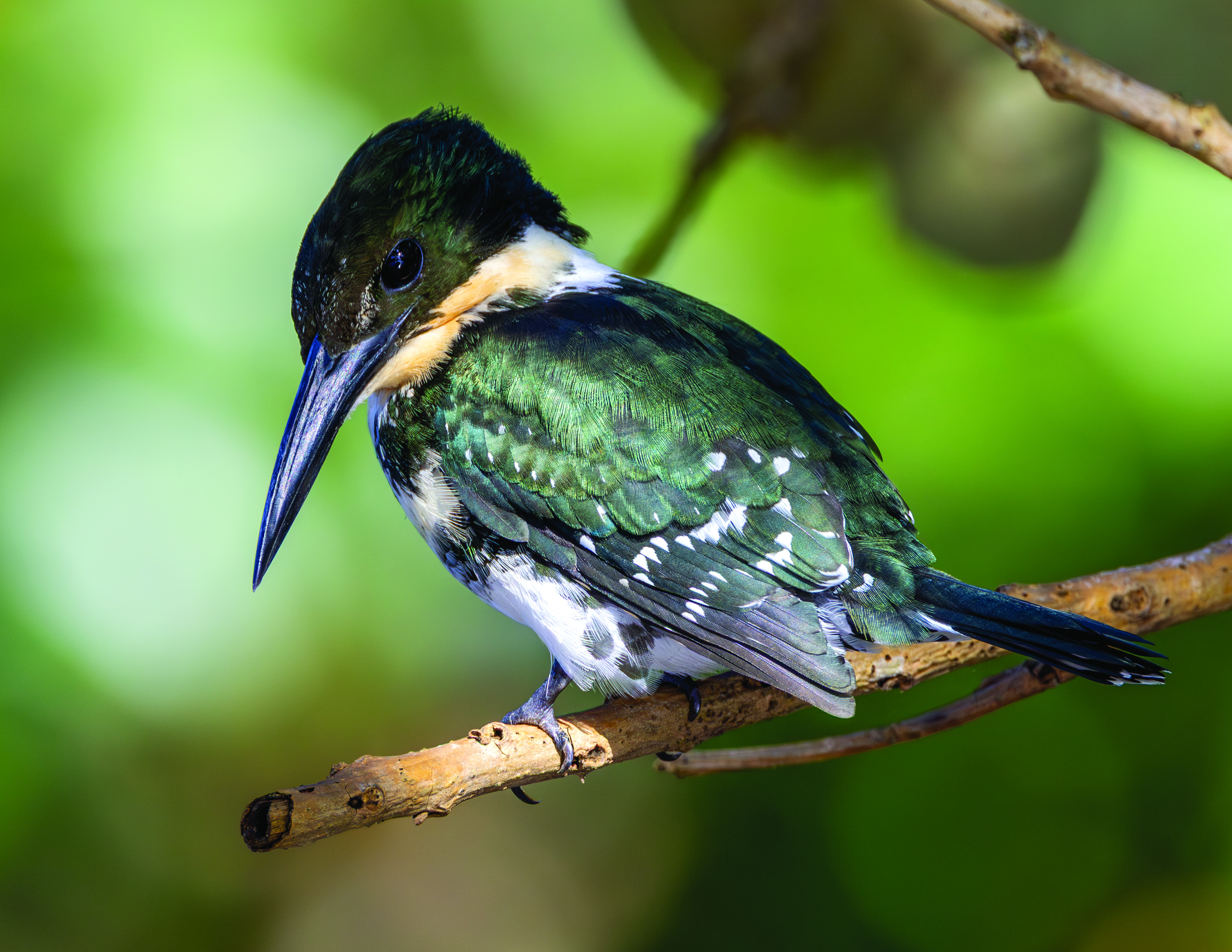 2026 Wildlife Calendar