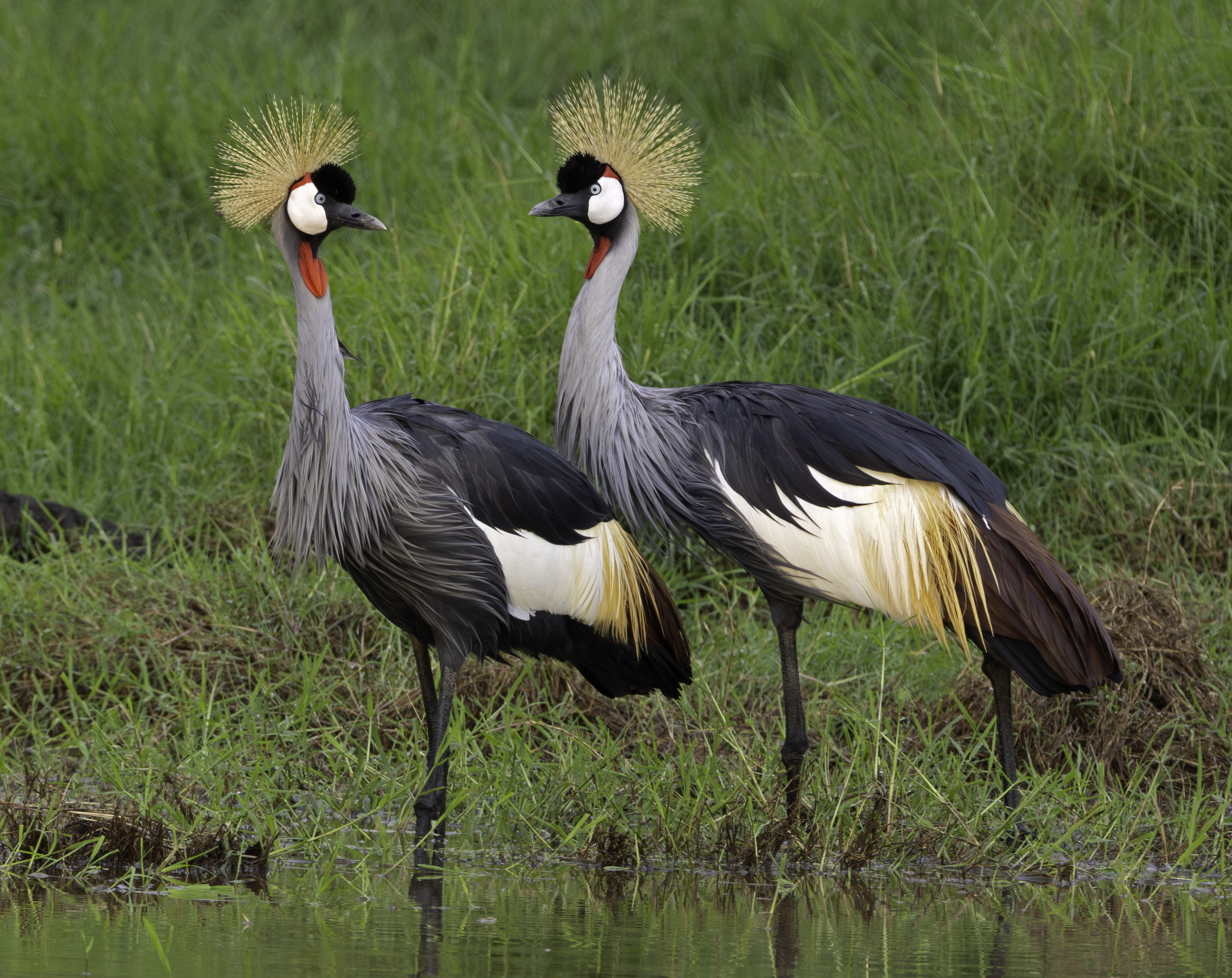 2026 Wildlife Calendar